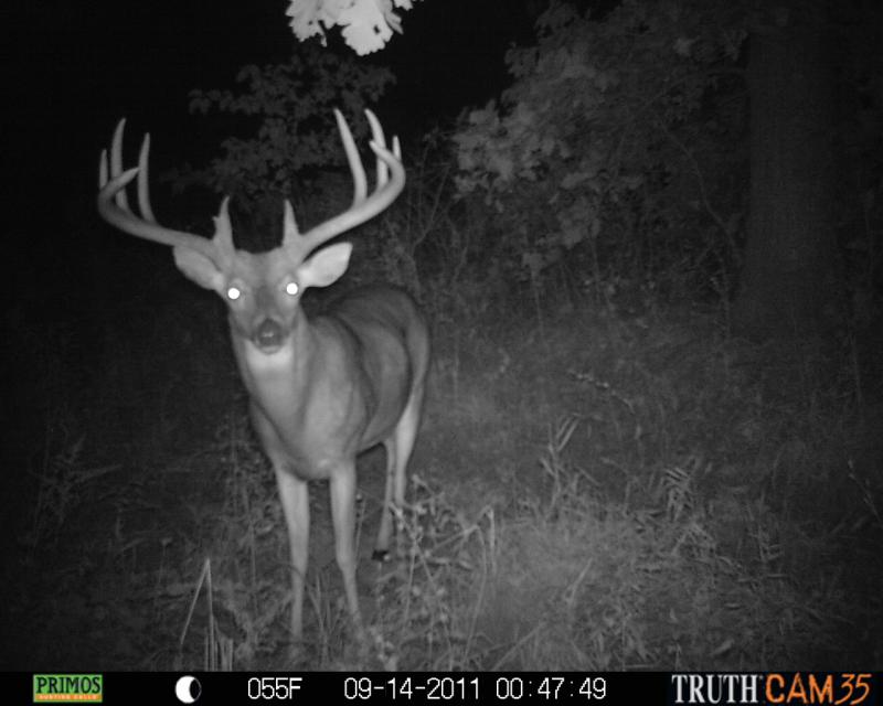trail cam pics 2011