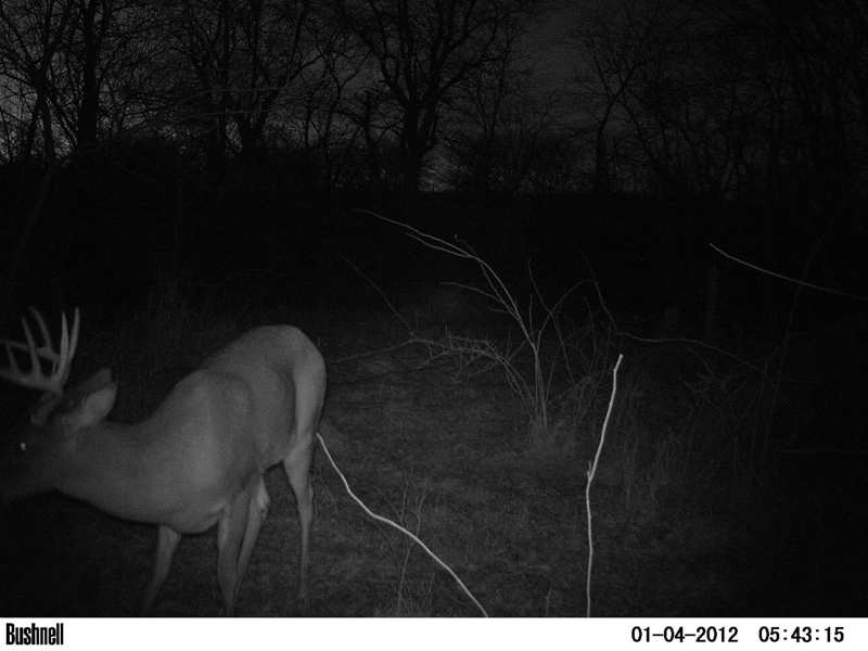 Trail Cam