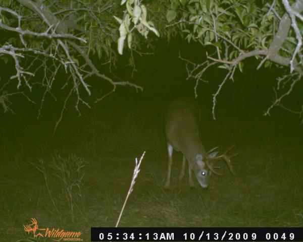 Trail Cam