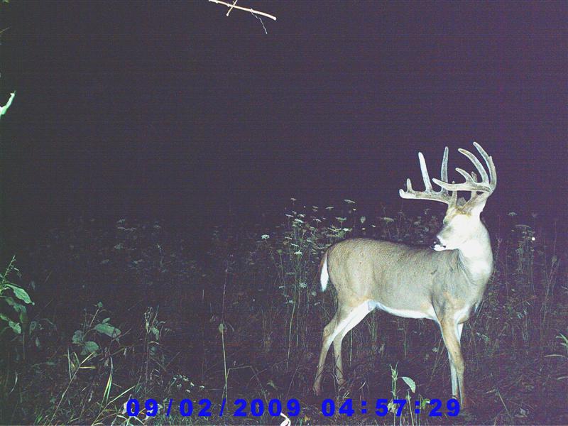 Trail Cam