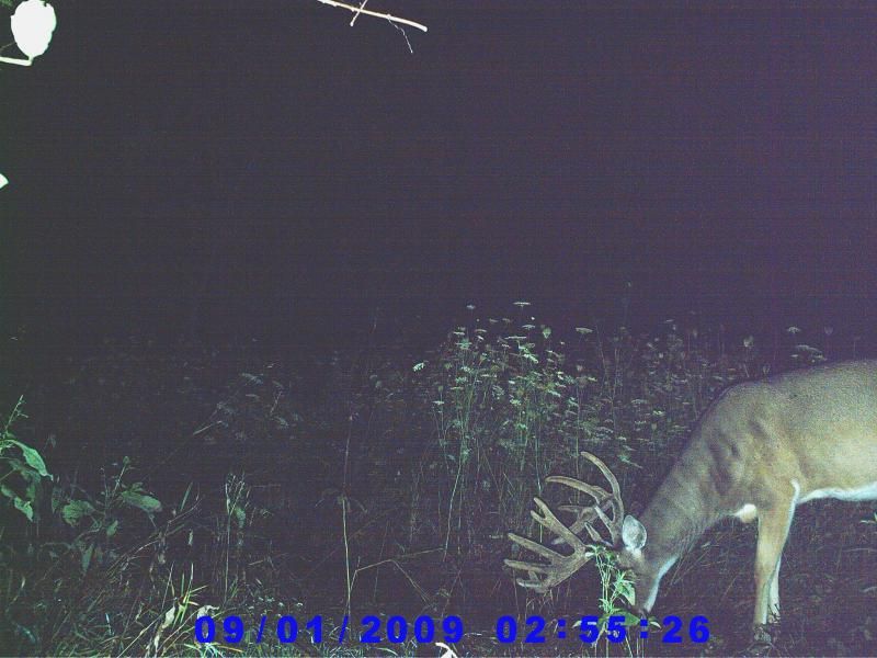 Trail Cam