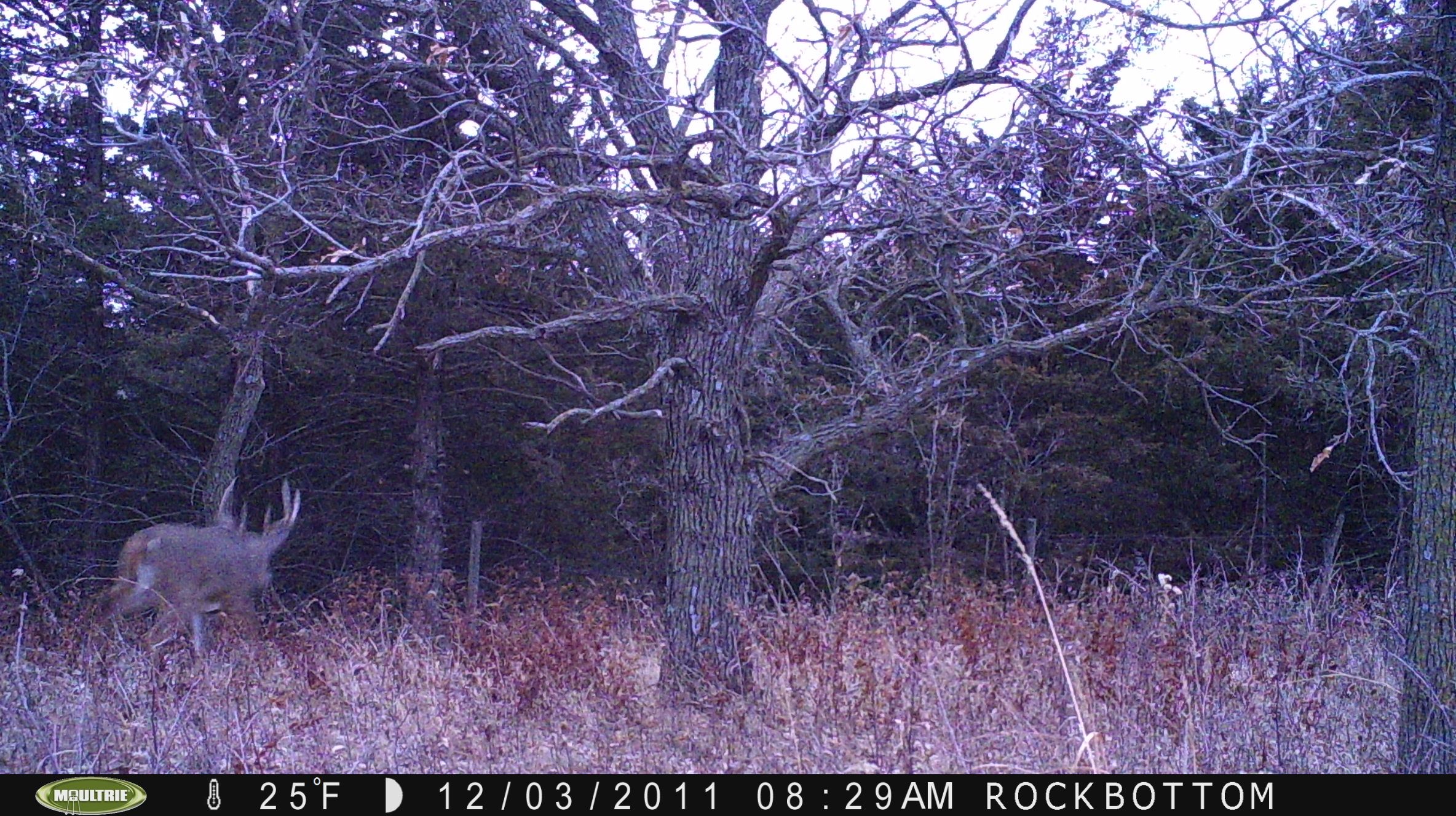 trail cam2011 032