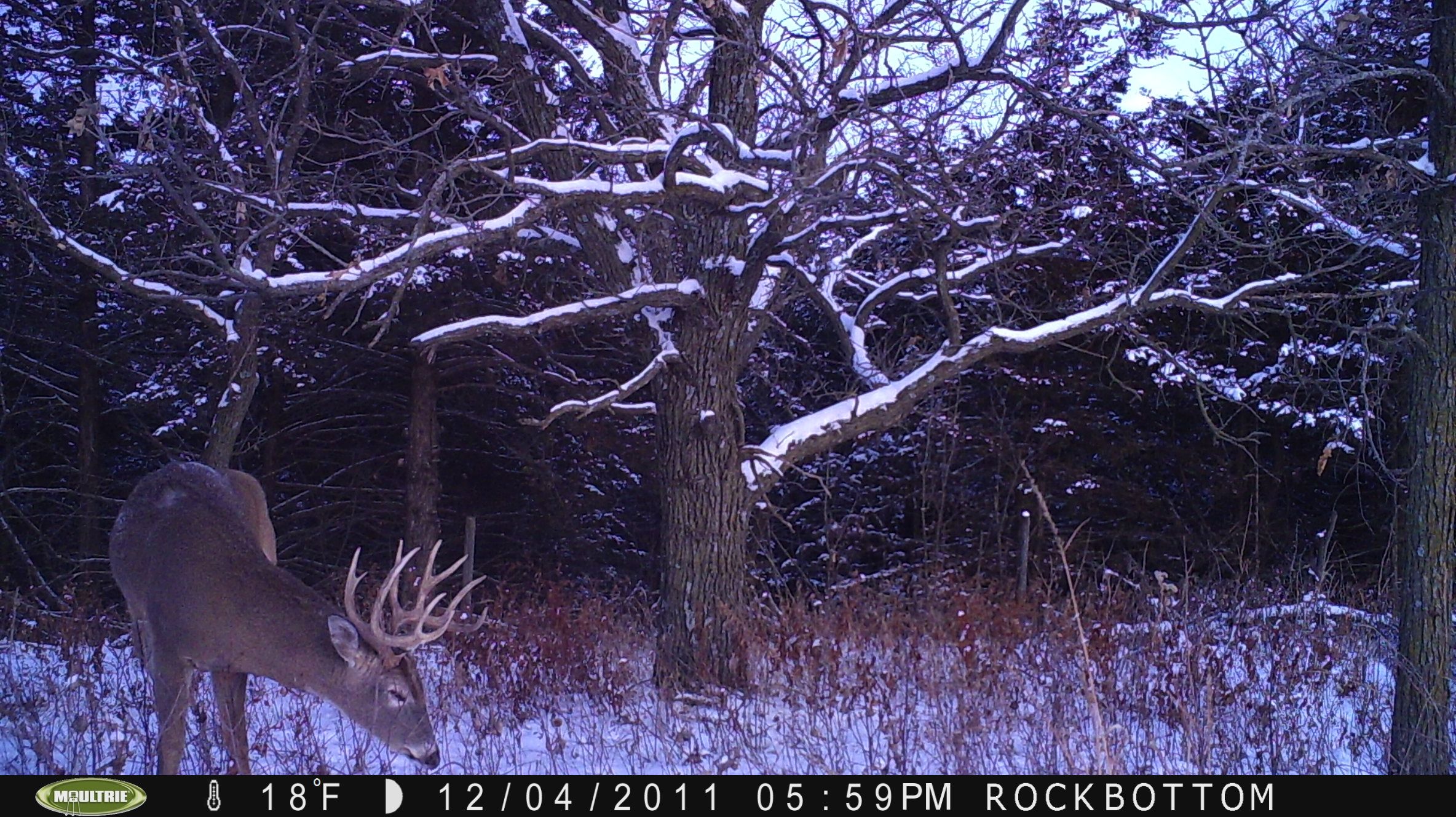 trail cam2011 053