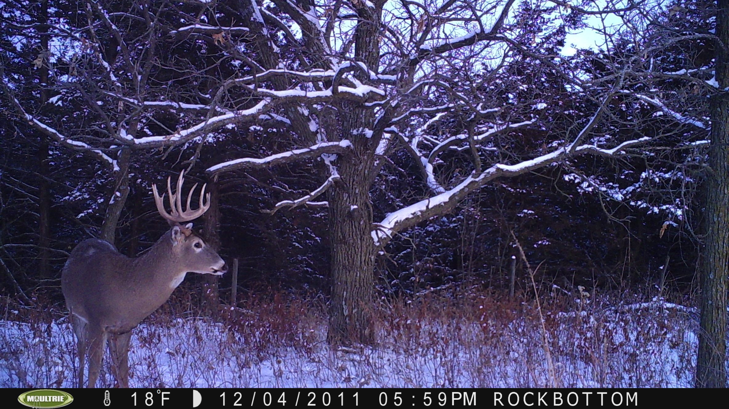 trail cam2011 055