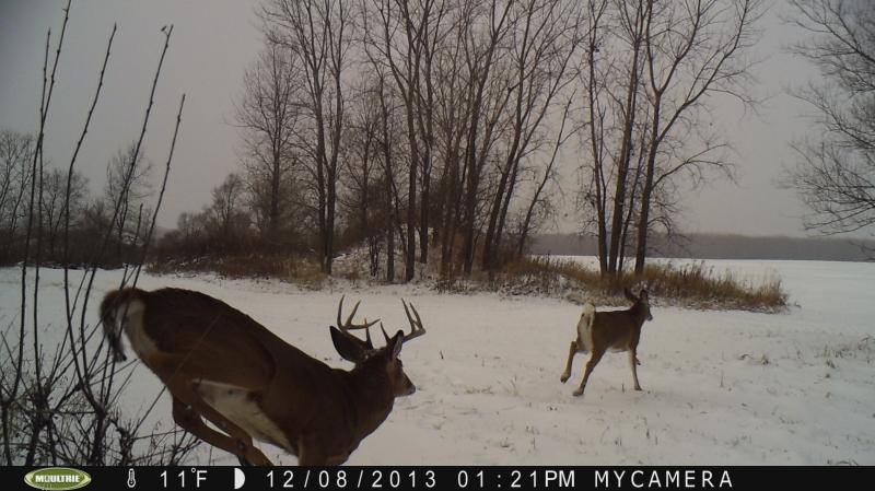 TrailCam