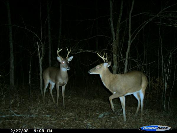 trailcamdinks