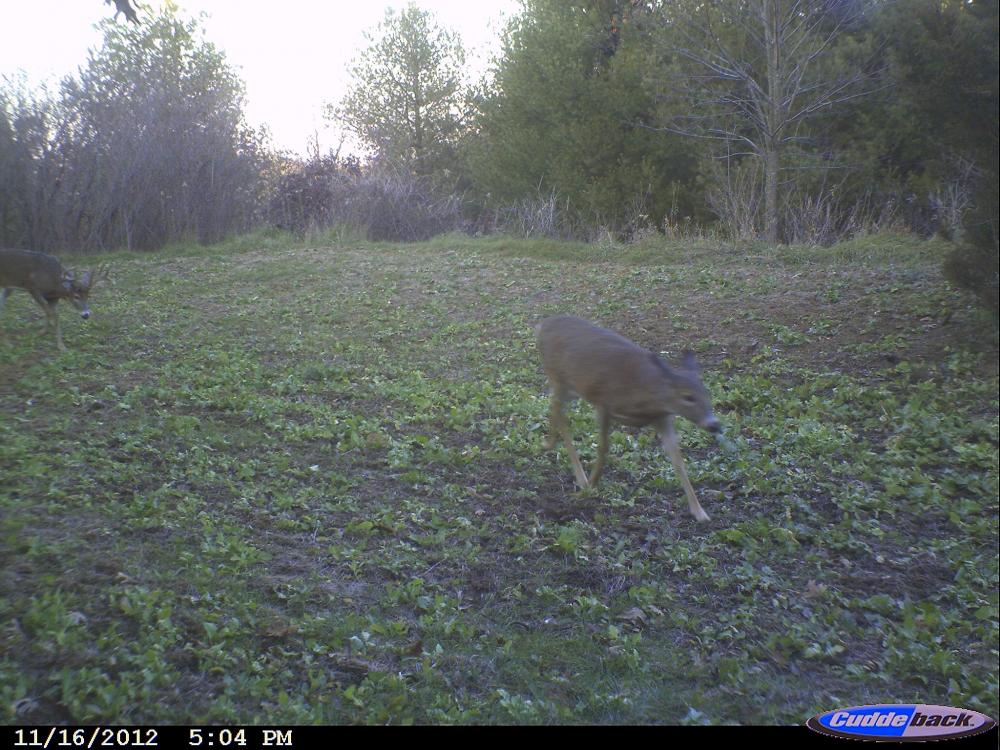 travs buck seconds before I let the arrow fly.  Look above the doe and you can see me in the tree.