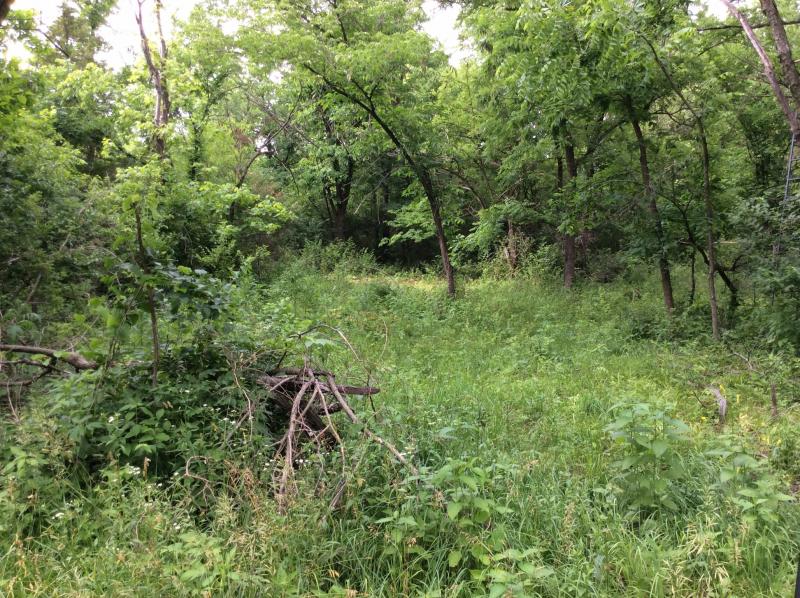 Tree stand area