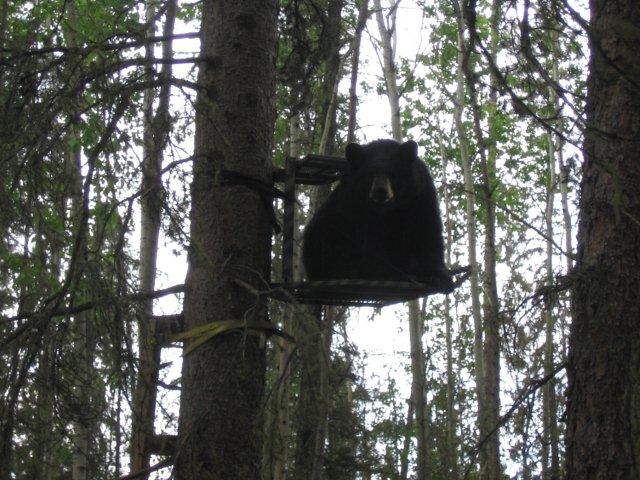 Tree Stand Bear