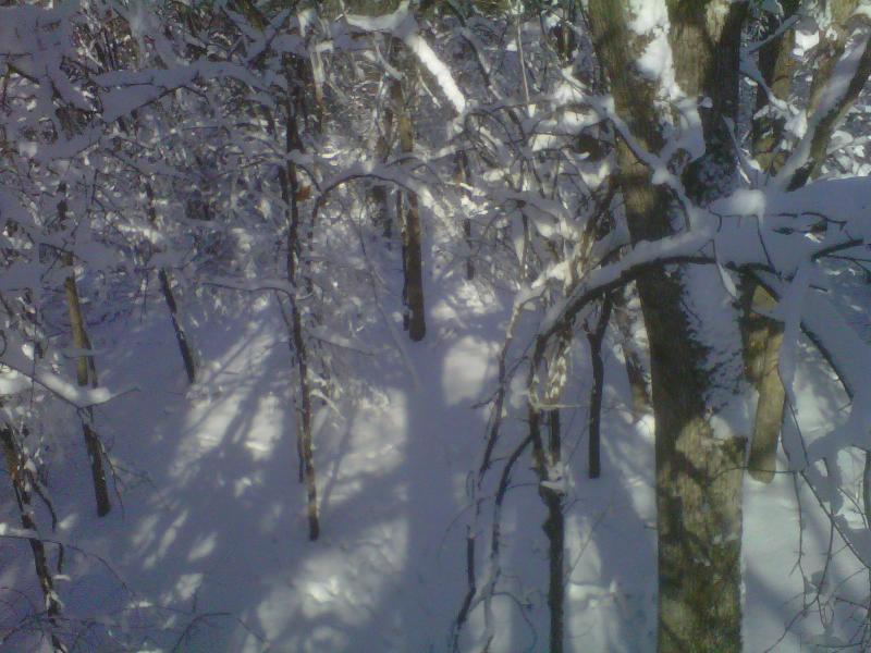 treestand2