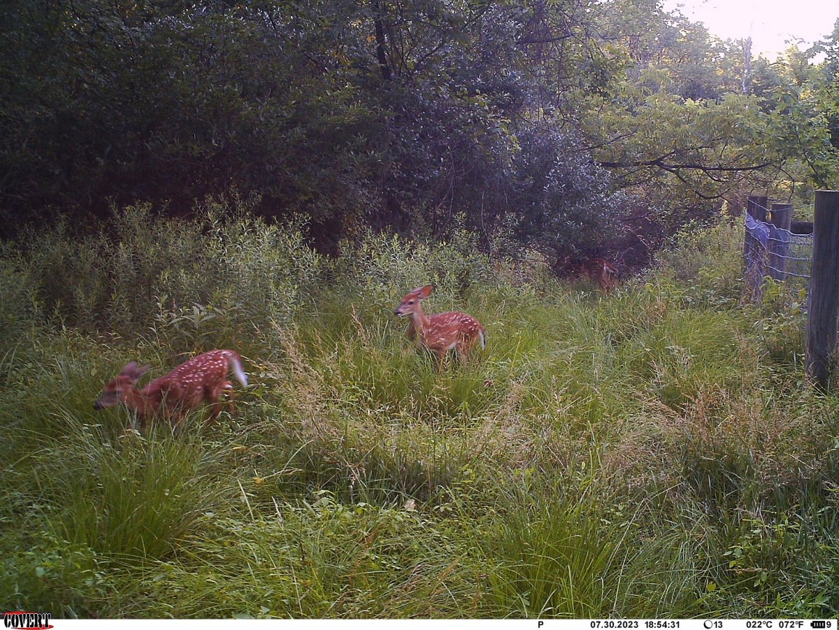Triplets 2.JPG