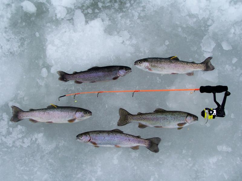 Trout limit Bacon Creek 02 05 2011