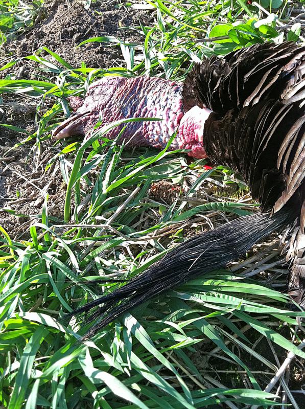Turk Head 2 (2)