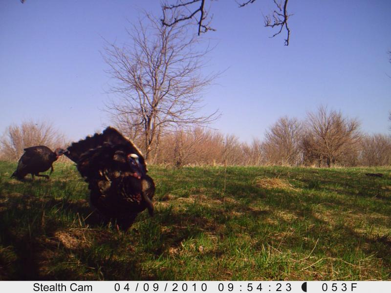 turkey season 2010 002