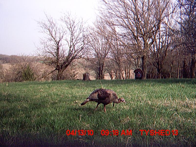 turkey season 2010 031