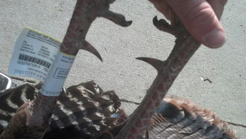 Turkey Spurs