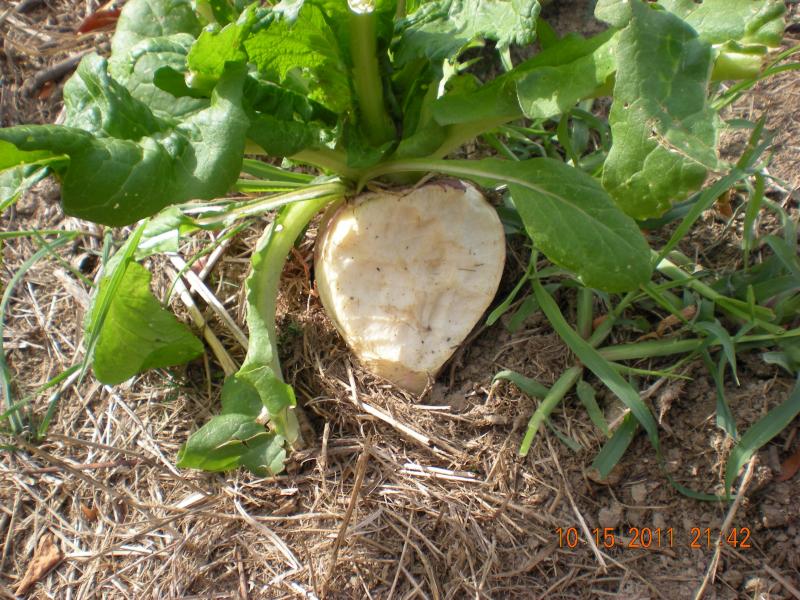 Turnip