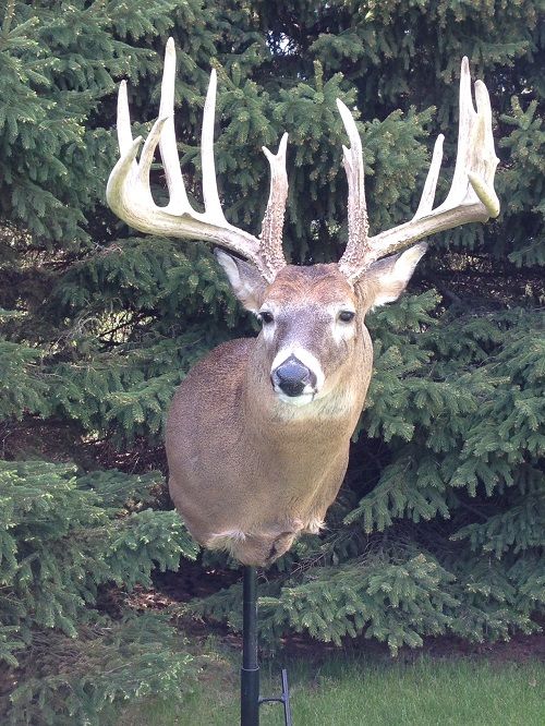 Vander Molen Buck 204 gross B&C