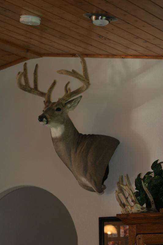 Velvet buck mount