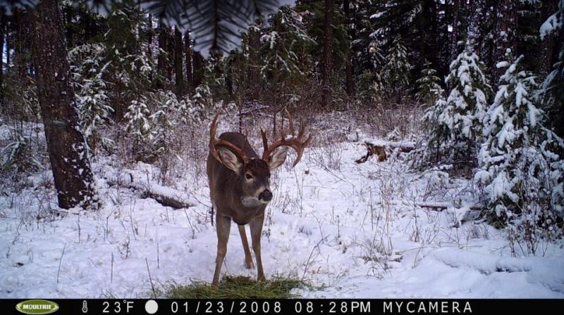 WA Buck III