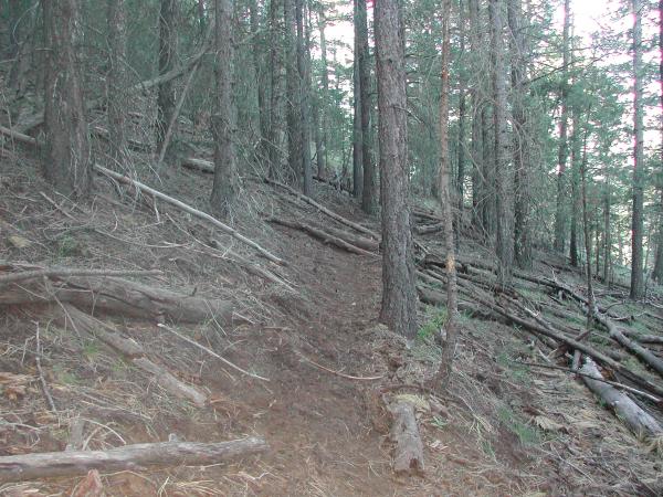 Well used elk trail.