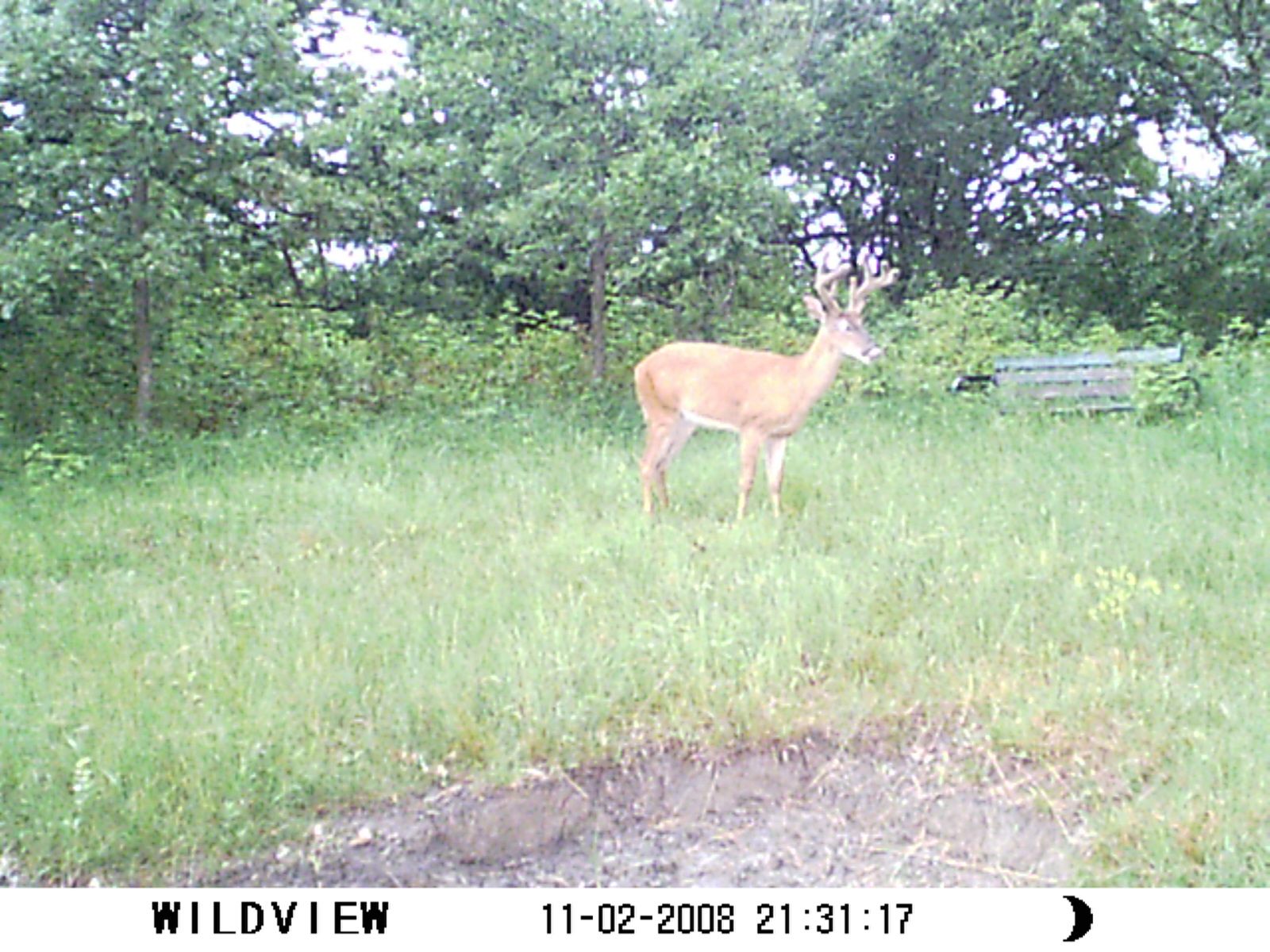 What Do You Think About This Buck