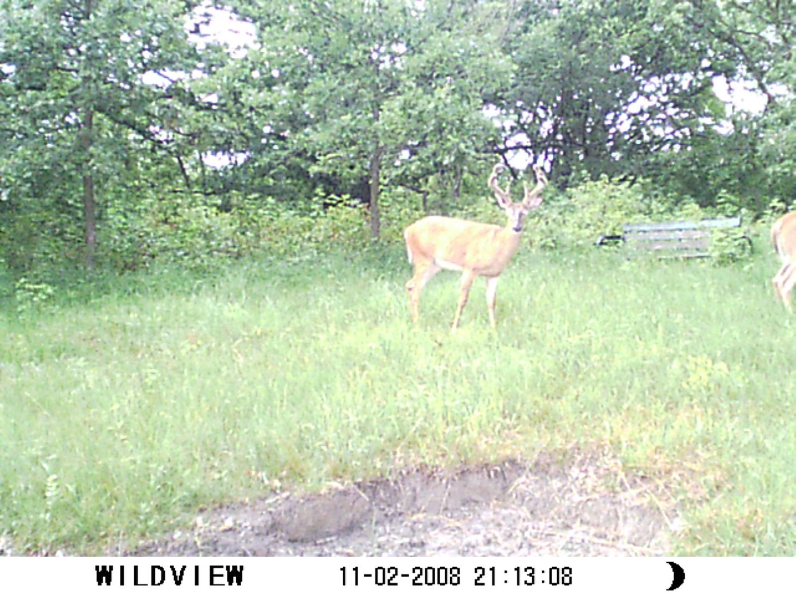 What Do You Think About This Buck