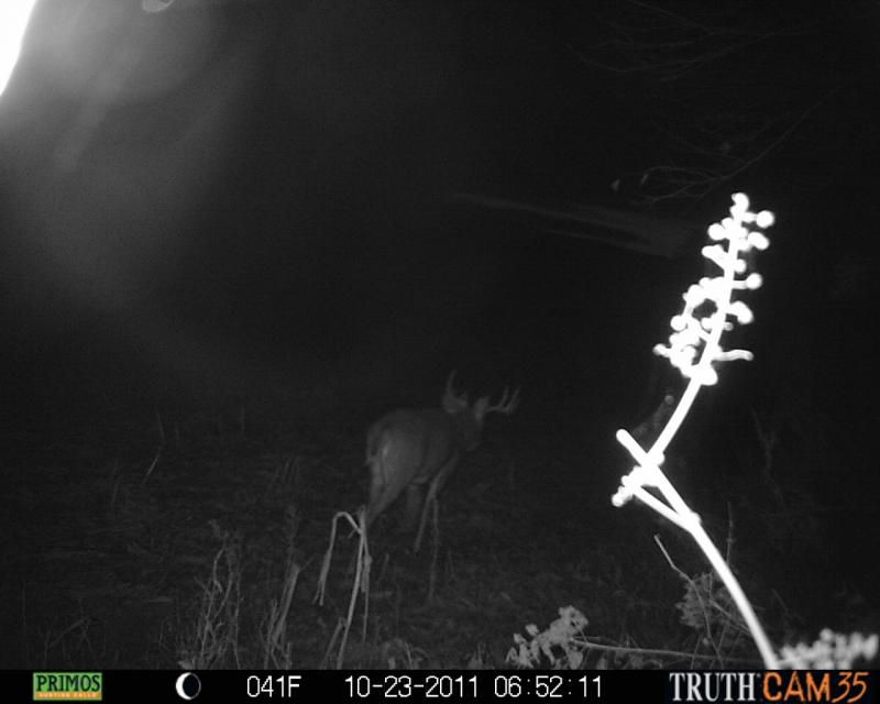 Wide 10pt