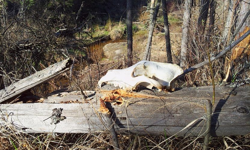 Wolf skull